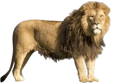 Lion Transparent Background Image Lion With Transparent Background Png Lion Transparent