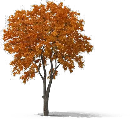 Fall Tree Png Transparent Transparent Fall Tree Png Transparent Trees