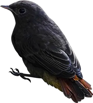 Bird Image With Transparent Background Bird With No Background Png Bird Transparent Background