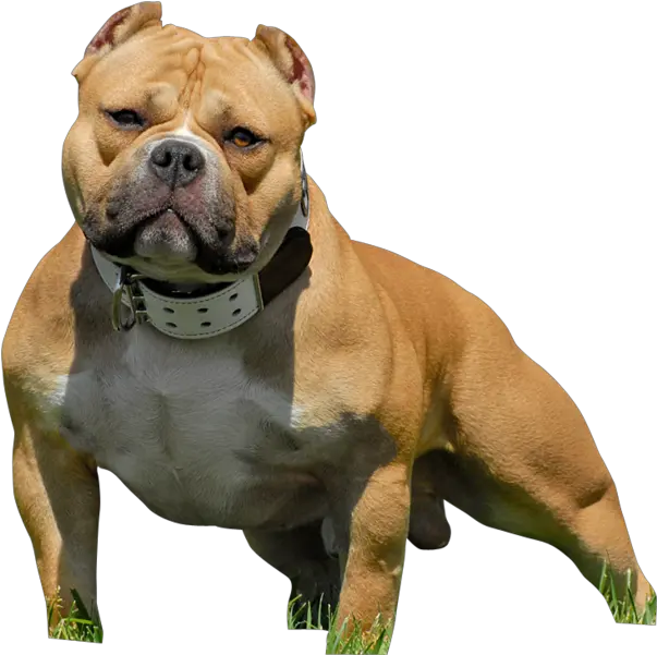 American Bully Pitbull American Bully Pitbull Png Pitbull Png