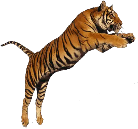 Tiger Jumping Transparent Png Image Jumping Tiger With Transparent Background Tigers Png