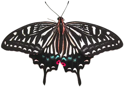 Transparent Butterfly Images Group Of Similar Organisms Png Butterfly Transparent