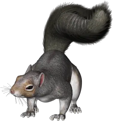 Clip Art Graphics Color Dibujo De Una Ardilla Png Squirrel Png