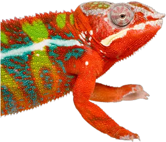 Chameleon Demo Panther Chameleon Png Chameleon Png