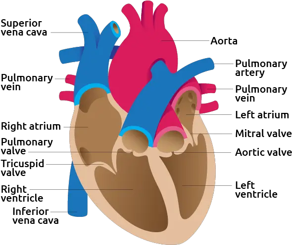 Heart Transplant Living Heart Detail Png Two Hearts Icon