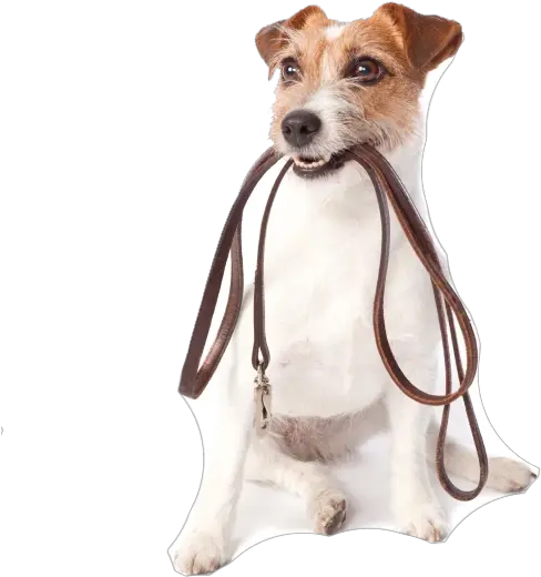 Dog Walking Png Transparent Cartoon House And Pet Sitter Dog Walking Png