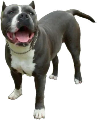 Blue Nose Pitbull Png Pitbull Dog Png Pit Bull Png