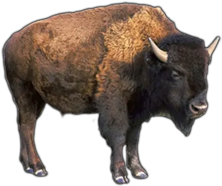 Water Buffalo Png Pic Buffalo Transparent Png Buffalo Png