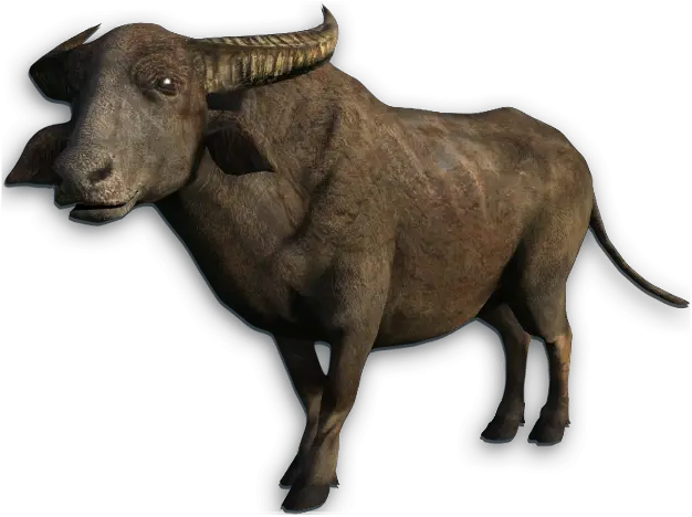 Water Buffalo Png Transparent Picture Water Buffalo Png Buffalo Png