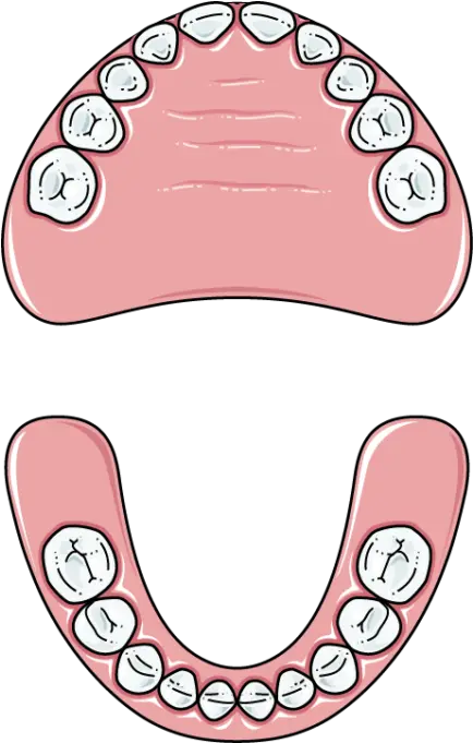 Child Teeth Servier Medical Art Childs Set Of Teeth Png Teeth Png