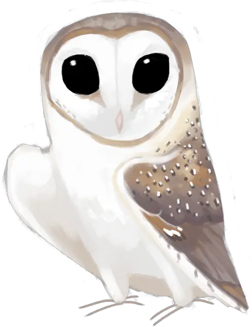 Download Eastern Barn Owl Tyto Barn Owl Png Barn Owl Png