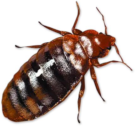 Bed Bug Transparent Image Bed Bugs Png Transparent Bug