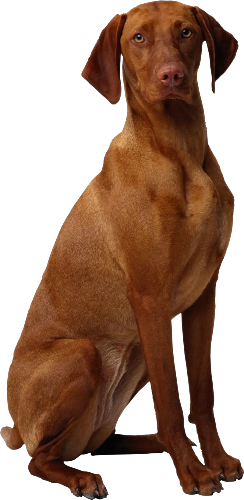 Download Free Png Background Dogsdogtransparent Dlpngcom Dogs Dogs Transparent Background