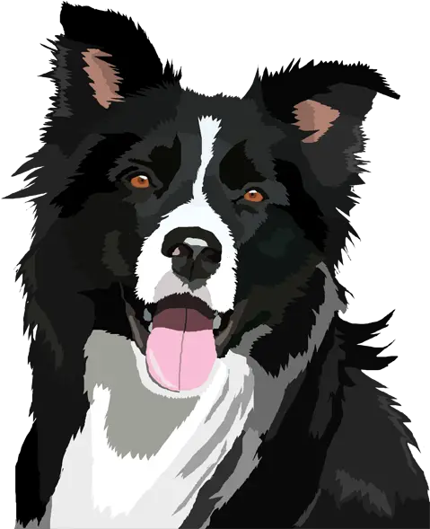 Border Collie Png File Border Collie Art Border Collie Png