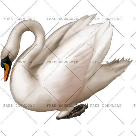 Duck Goose Swan Bird Png Image With Transparent