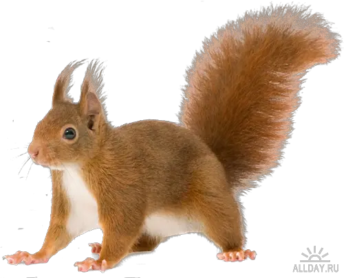 Png Background Squirrel Transparent Background Squirrel Transparent