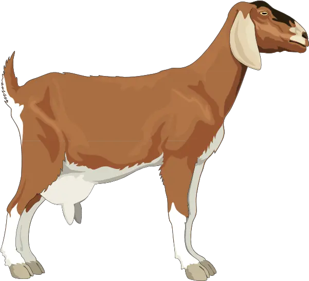 Male Goat Clipart Png Clipart Images Of Goat Goat Png