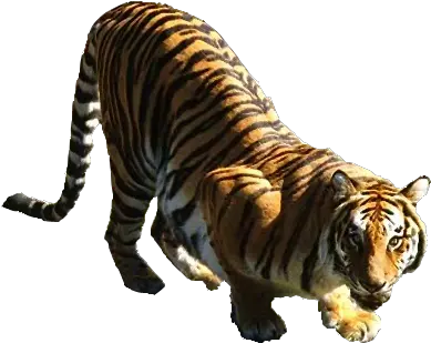 Tiger Bengal Tiger Png Tiger Woods Png