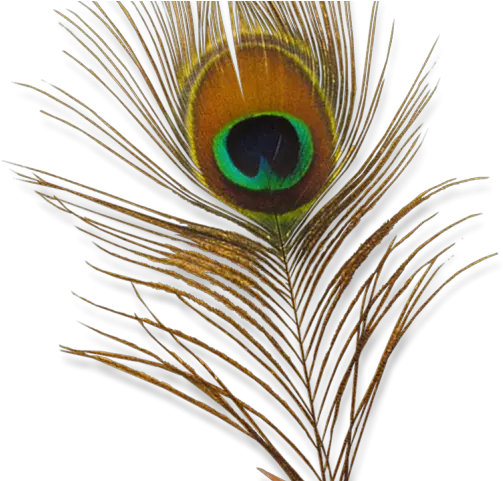 Png Transparent Images Background Krishna Png Peacock Feathers Png