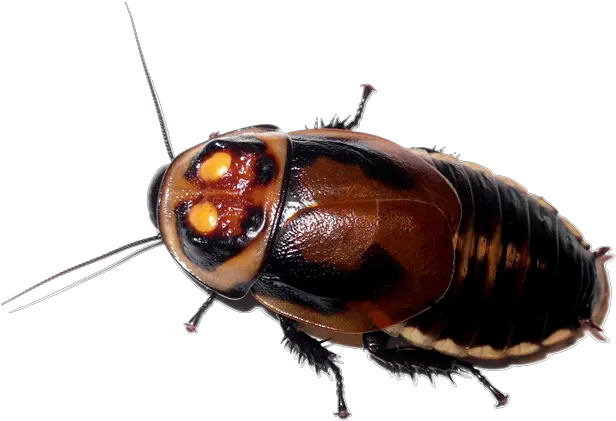 Roach Png Images Free Download Warty Glowspot Cockroach Roach Png