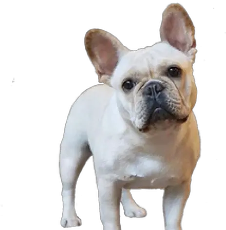 Bulldog Clipart Transparent Background French Bulldog Png Bulldog Transparent Background