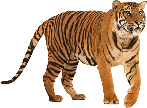 Tiger Transparent Png 5 Image Tiger Transparent Background Tiger Transparent