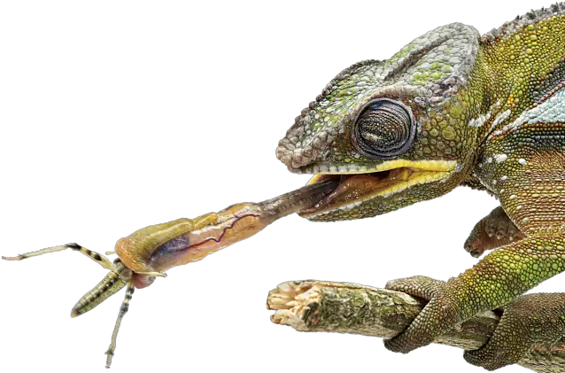 Chameleons Tongue Dk Find Out Chameleon Tongue Png Chameleon Png