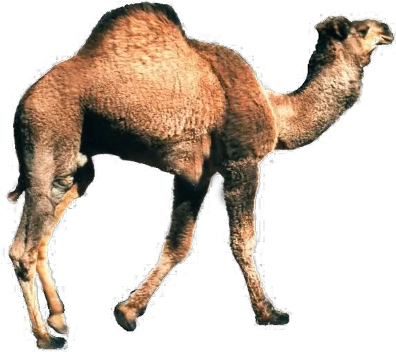 Camel Png Background