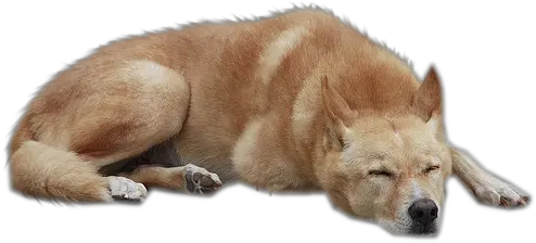 Dog Png 3 Sleeping Dog Png Dog Png