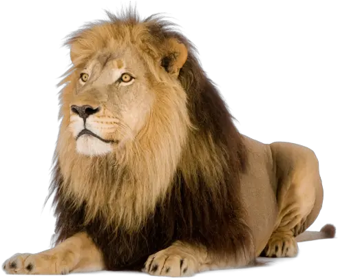 Lion Png Images Free Download Lions Pmln Lion Png Lions Png