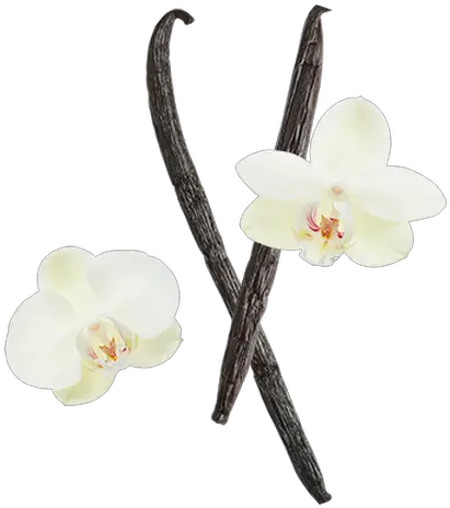 Vanilla Bean Artificial Flower Png Vanilla Bean Png