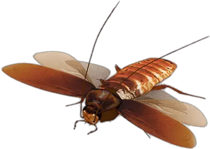 Virtual Cockroach Transparent Png Flying Cockroach Png Cockroach Png