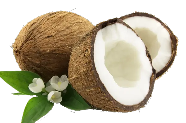 Coconut Png Pictures Fresh Cut Coconut Png Coconut Png