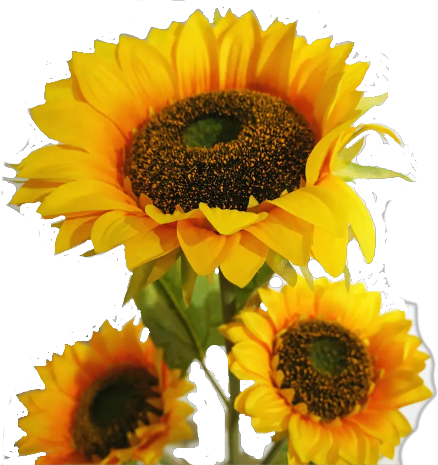 Sunflowers Png Leave Suraj Mukhi Ka Phool Full Size Png Suraj Ka Photo Download Leave Png