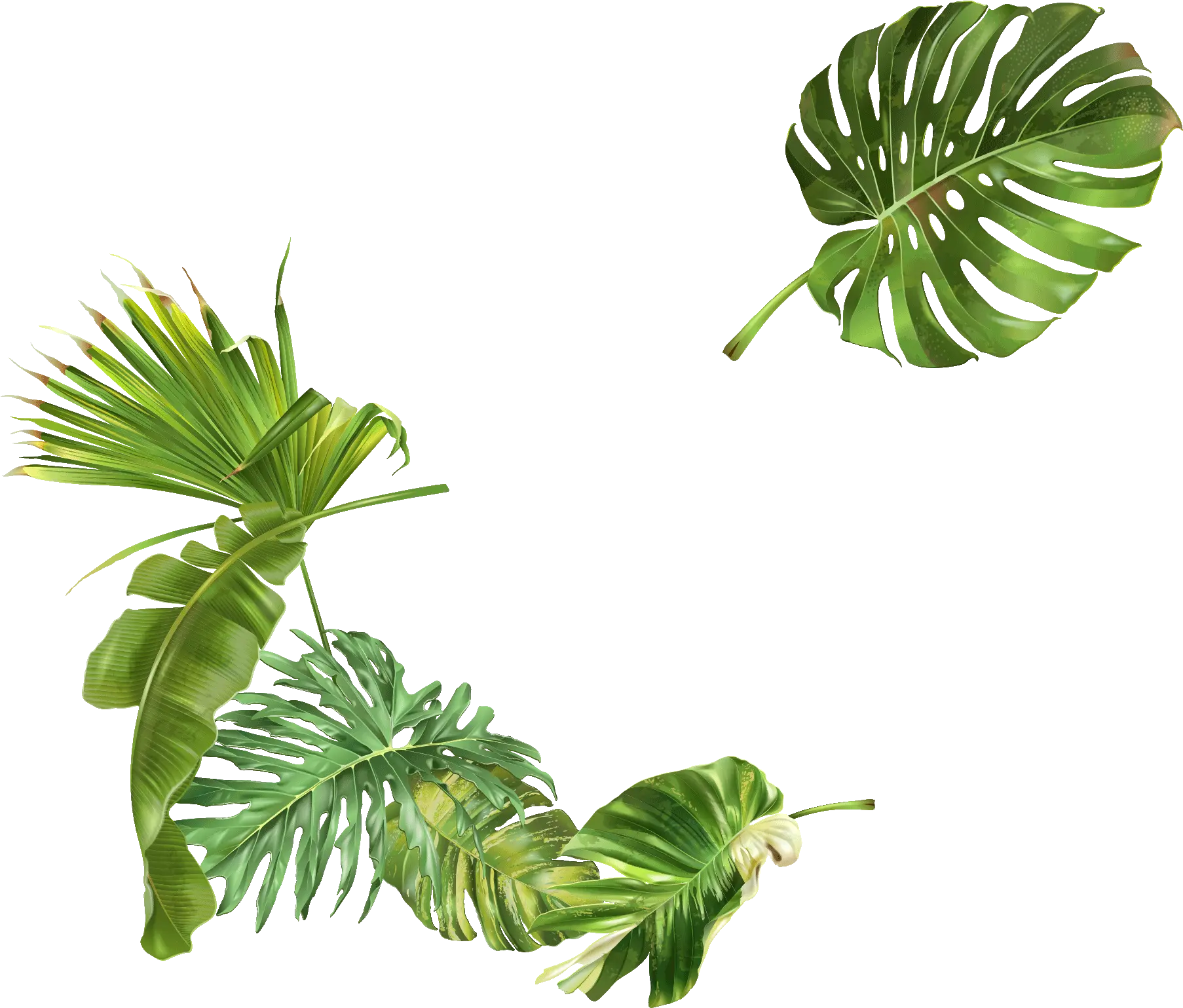 Ecoedro Clip Art Png Leafs Png