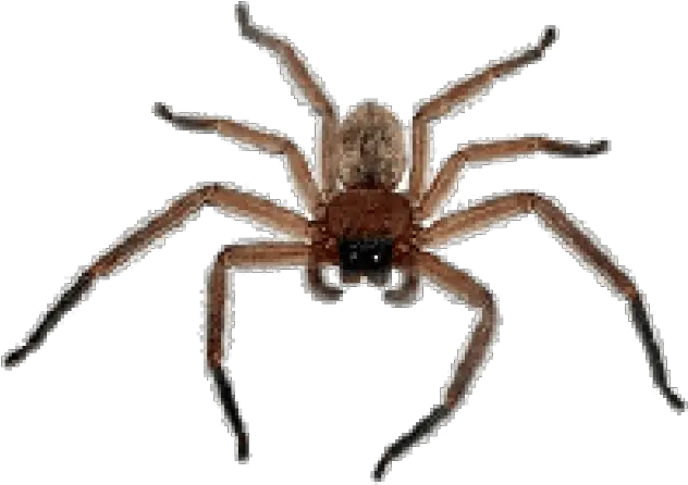 Spider Png Free Download 9 Spider Png Spider Png