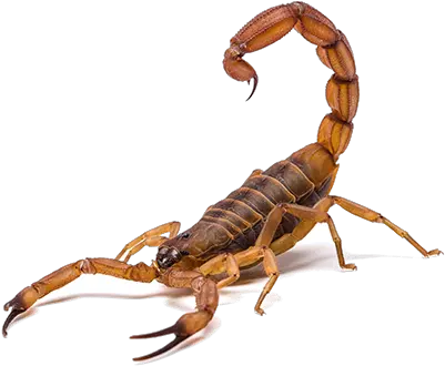 Scorpion Pest Control In Las Vegas Brown Scorpion Png Scorpion Transparent Background