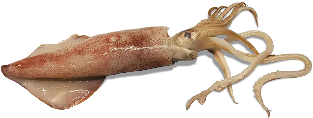 Squid Png Squid Png Squid Png