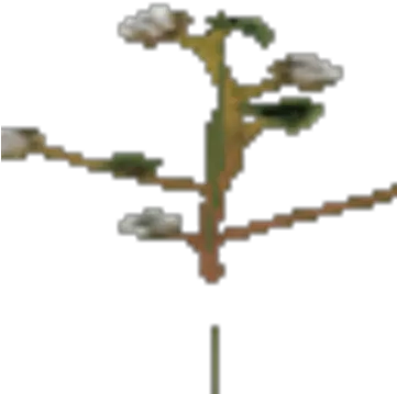 Cotton Plant Tree Png Cotton Png