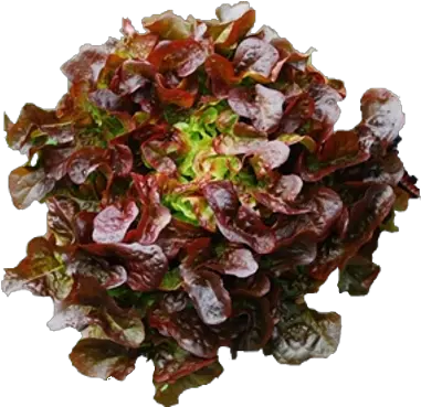 Lettuce Red Oakleaf Aquarium Decor Png Oak Leaf Png