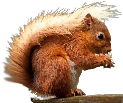 Png Transparent Images Red Squirrel Png Squirrel Transparent