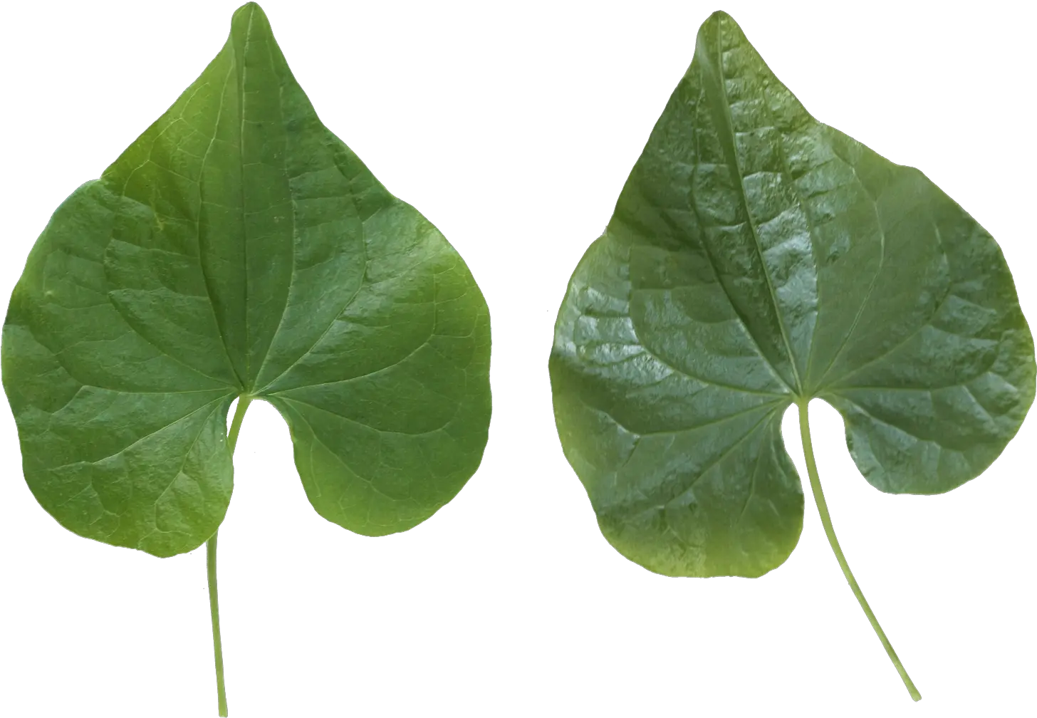 Green Leaf Png 2 Green Leaf Leafs Png