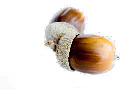 Acorn Png Background Image Acorn White Background Acorn Transparent Background