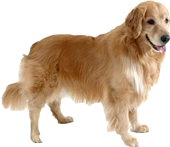 Gallery Golden Retriever Transparent Gif Png Golden Retriever Transparent