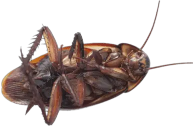 Cockroach Transparent Png Stickpng Cockroach Or Back Cockroach Transparent