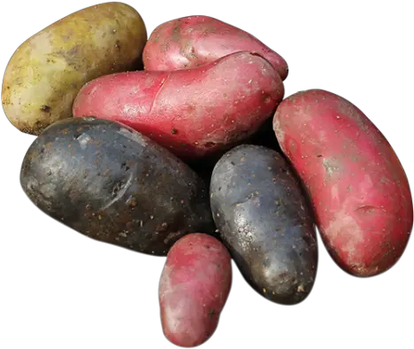 Wild Potatoes Wwwnatureandmorecom Fingerling Potato Png Potato Transparent