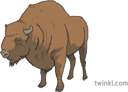 European Bison Illustration Twinkl Bison Png Bison Png