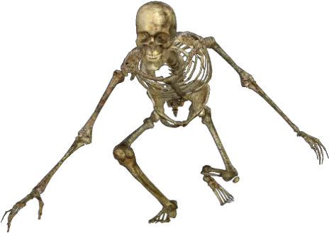 Download Skeleton Skeletons Png Skeleton Png