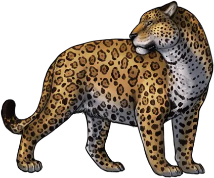 Jaguar Png Clipart Yayoi Kusama Jaguar Png