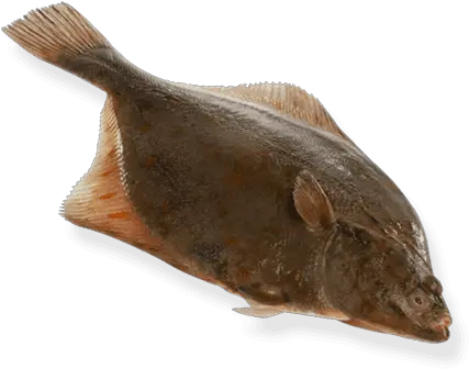 Flounder Halibut Png Flounder Png